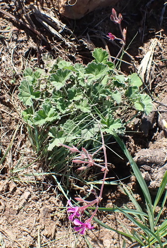 Image of Pelargonium reniforme by (c) Nicola van Berkel, some rights reserved (CC BY-SA)