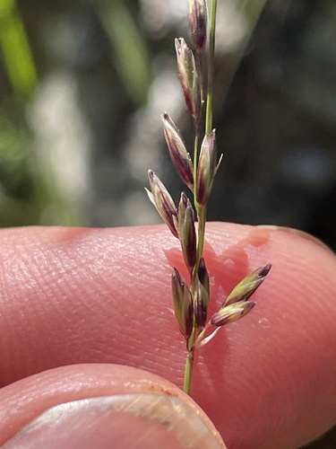 iNaturalist observation photo of smallflower melicgrass