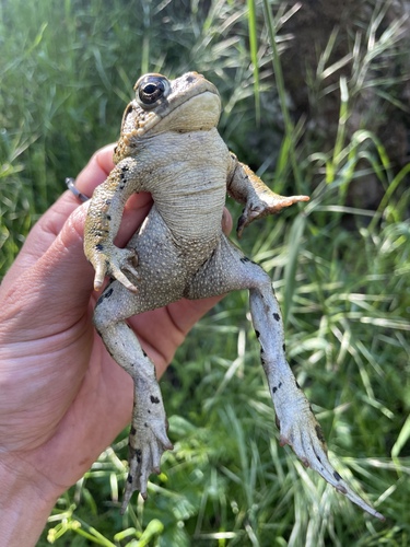 iNaturalist observation photo of Western Toad