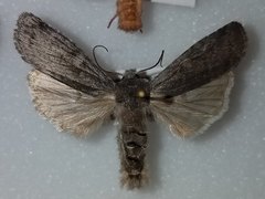 Lithophane antennata