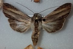 Cucullia convexipennis