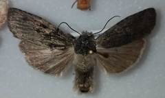 Lithophane laticinerea