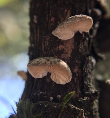 Crepidotus epibryus