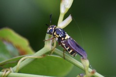 Hoplitimyia constans
