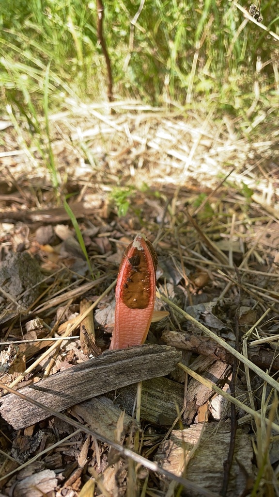 lantern stinkhorn from Oak Hill on May 12, 2024 at 09:54 AM by tinaavas ...