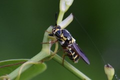 Hoplitimyia constans