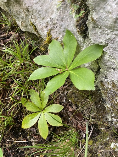 Helleborus orientalis