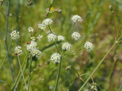 Perideridia californica