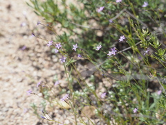 Allophyllum gilioides