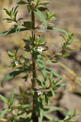Bacopa floribunda observed 2024-04-30