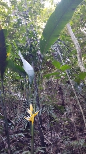 Helicônia