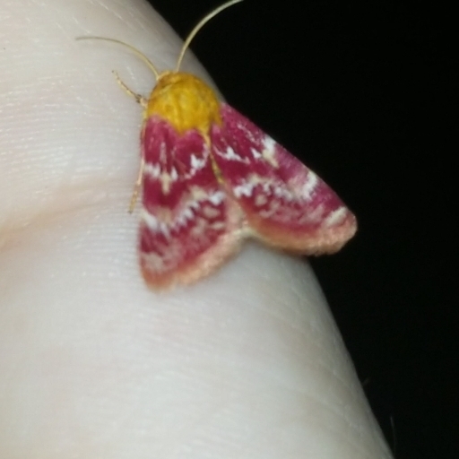 Blanket Flower Moth
