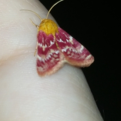 Blanket Flower Moth
