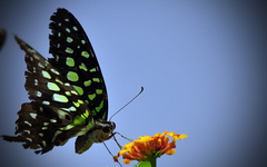 Graphium agamemnon