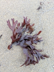 Chondrus crispus
