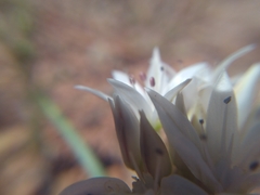 Allium nevadense
