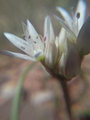 Allium nevadense