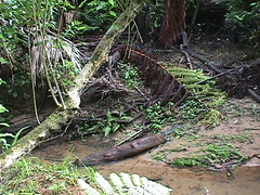 Melicytus ramiflorus ramiflorus