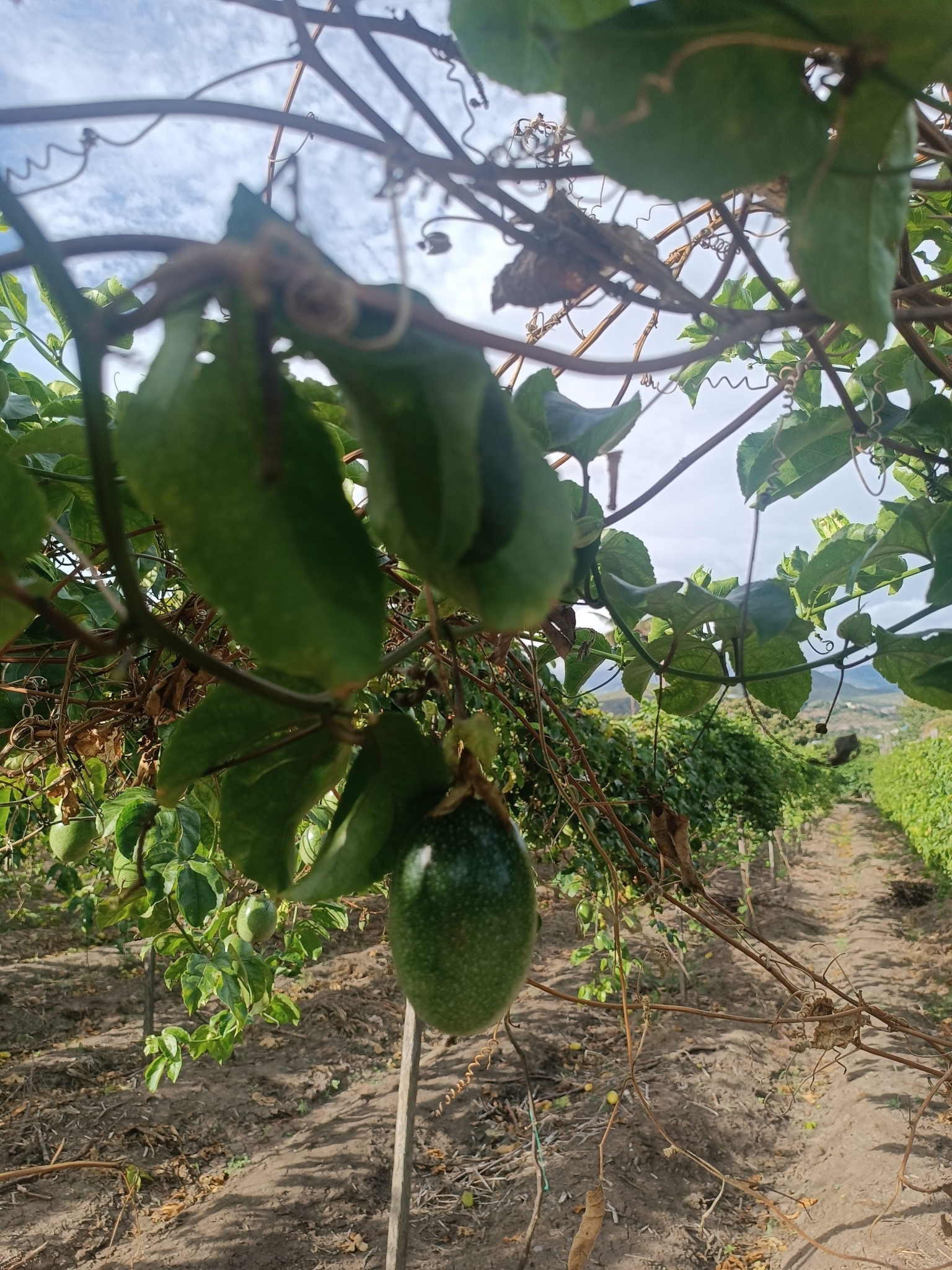 Passiflora edulis image