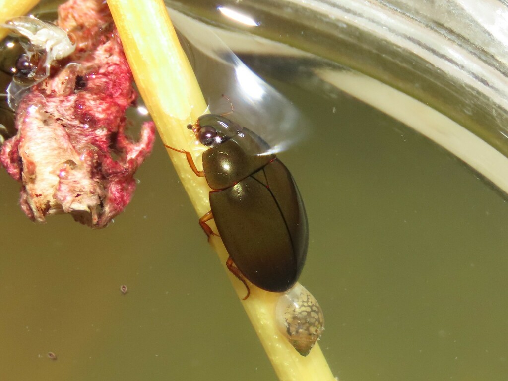 Sternolophus solieri