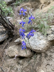 Delphinium parishii subglobosum