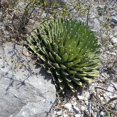 Agave victoriae-reginae