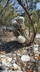 Echinocereus armatus