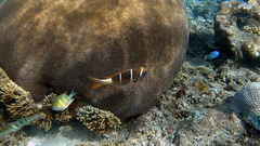 Monotaxis heterodon