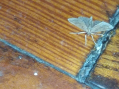 Metarranthis indeclinata