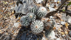 Echinocereus armatus