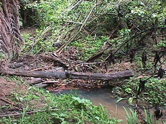 Melicytus ramiflorus ramiflorus