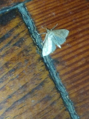 Metarranthis indeclinata