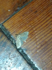 Metarranthis indeclinata