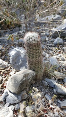 Echinocereus armatus