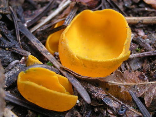 Spring Orange Peel Fungus