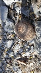 Echinocereus armatus