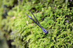 Bayadera brevicauda