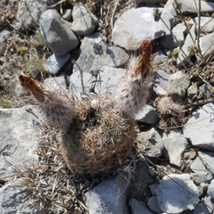 Echinocereus armatus