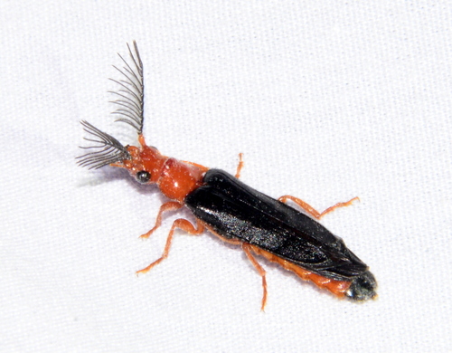 iNaturalist observation photo of Western Banded Glowworm
