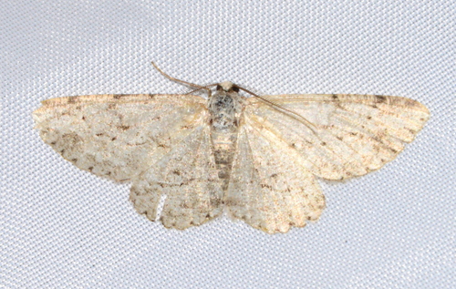 iNaturalist observation photo of Boarmiini