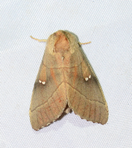 iNaturalist observation photo of White-dotted Prominent