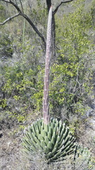 Agave victoriae-reginae