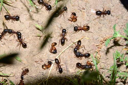iNaturalist observation photo of Tanaemyrmex