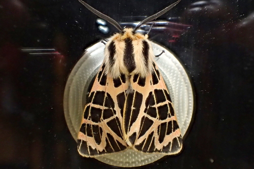 iNaturalist observation photo of Ornate Tiger Moth