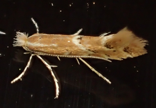 iNaturalist observation photo of Lithocolletinae