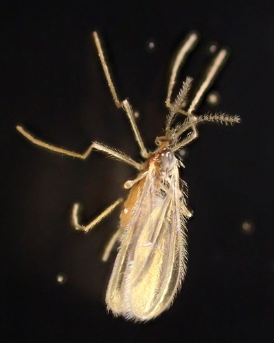 iNaturalist observation photo of Gall and Forest Midges
