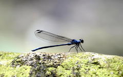 Bayadera brevicauda