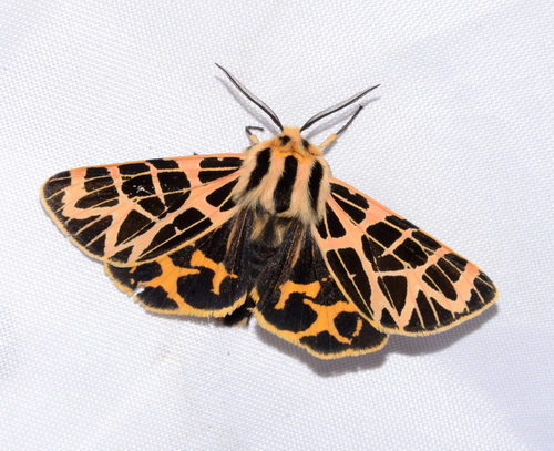iNaturalist observation photo of Ornate Tiger Moth