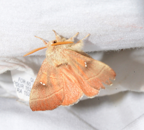 iNaturalist observation photo of White-dotted Prominent