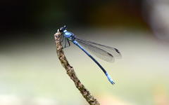 Bayadera brevicauda